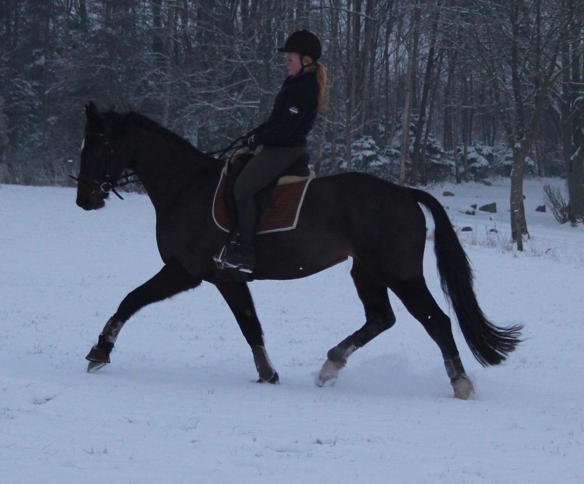 Dansk Varmblod Birkevangens Breezer billede 18
