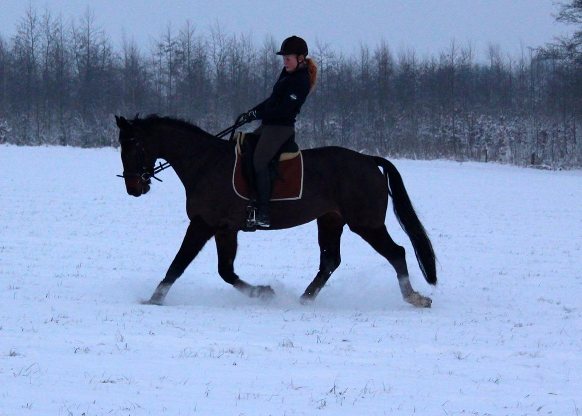 Dansk Varmblod Birkevangens Breezer billede 19