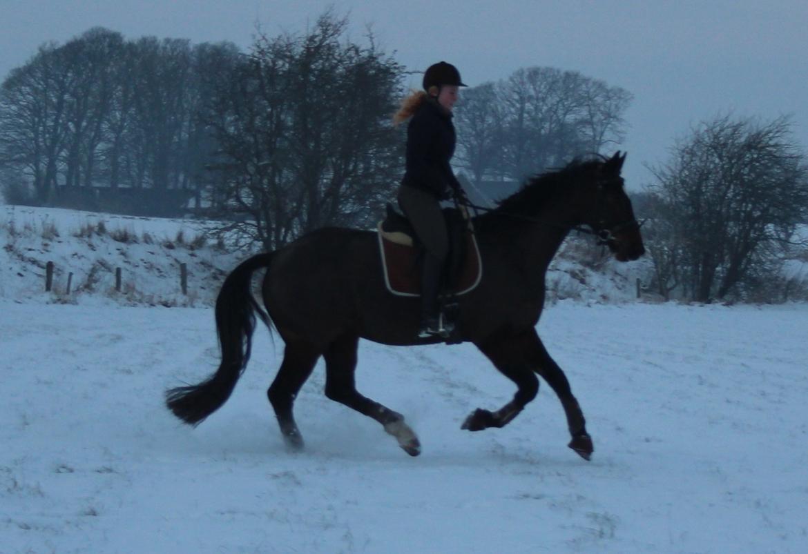 Dansk Varmblod Birkevangens Breezer billede 20