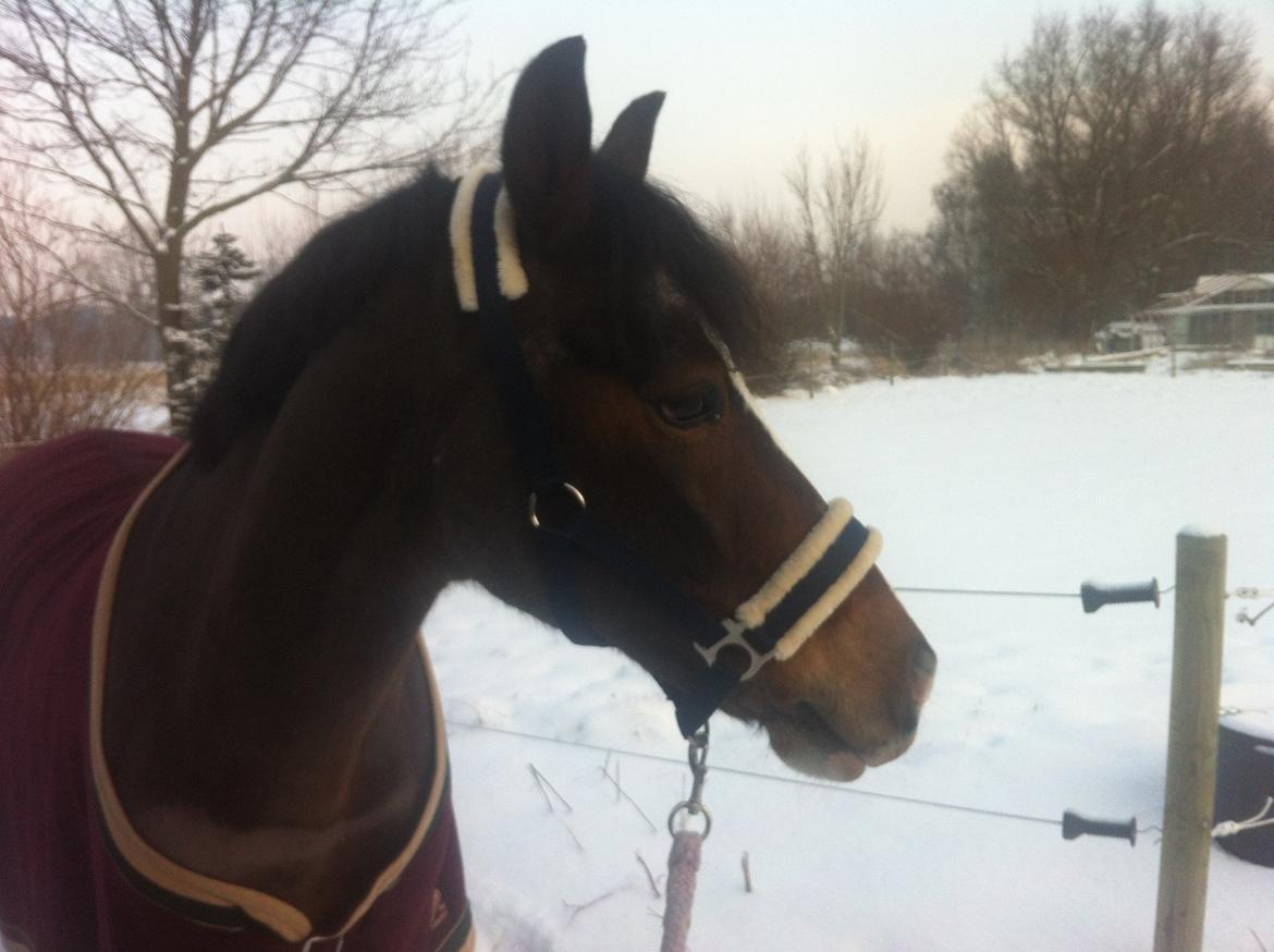 Anden særlig race Picasso [R.i.p] billede 2