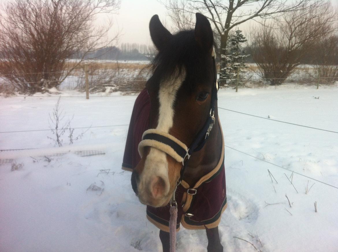 Anden særlig race Picasso [R.i.p] billede 10