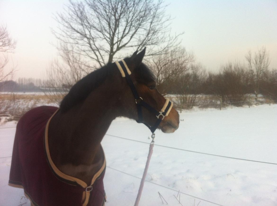 Anden særlig race Picasso [R.i.p] billede 17