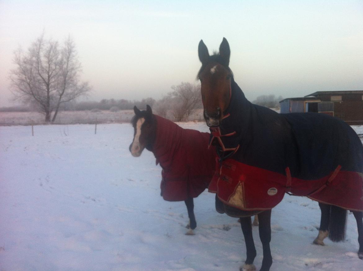 Anden særlig race Picasso [R.i.p] billede 18