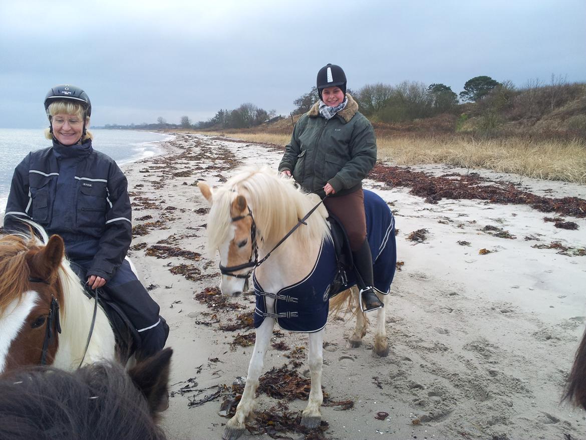 Tyroler Haflinger Anthony's Apollo billede 17