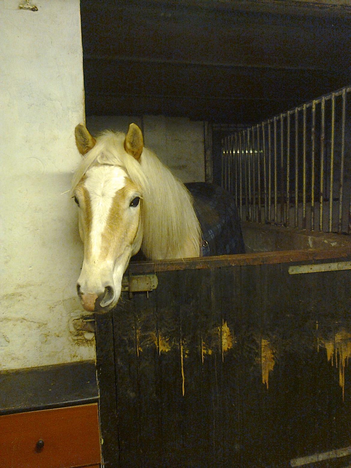 Tyroler Haflinger Anthony's Apollo billede 18