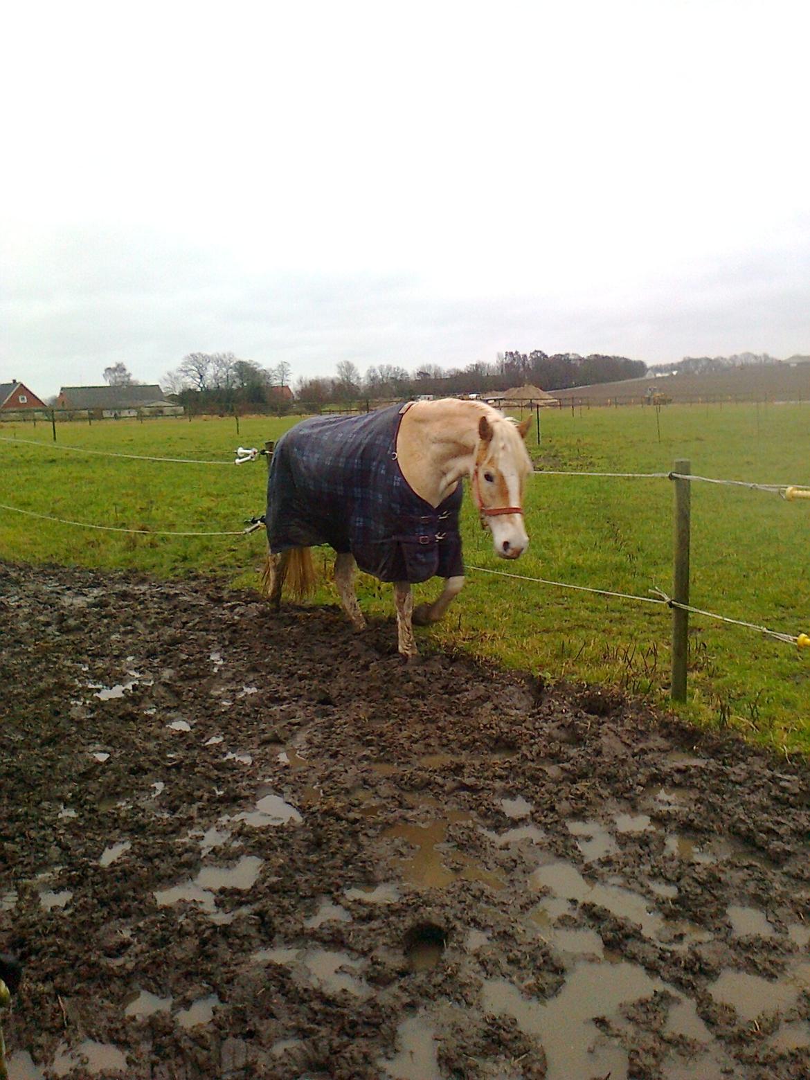 Tyroler Haflinger Anthony's Apollo billede 19