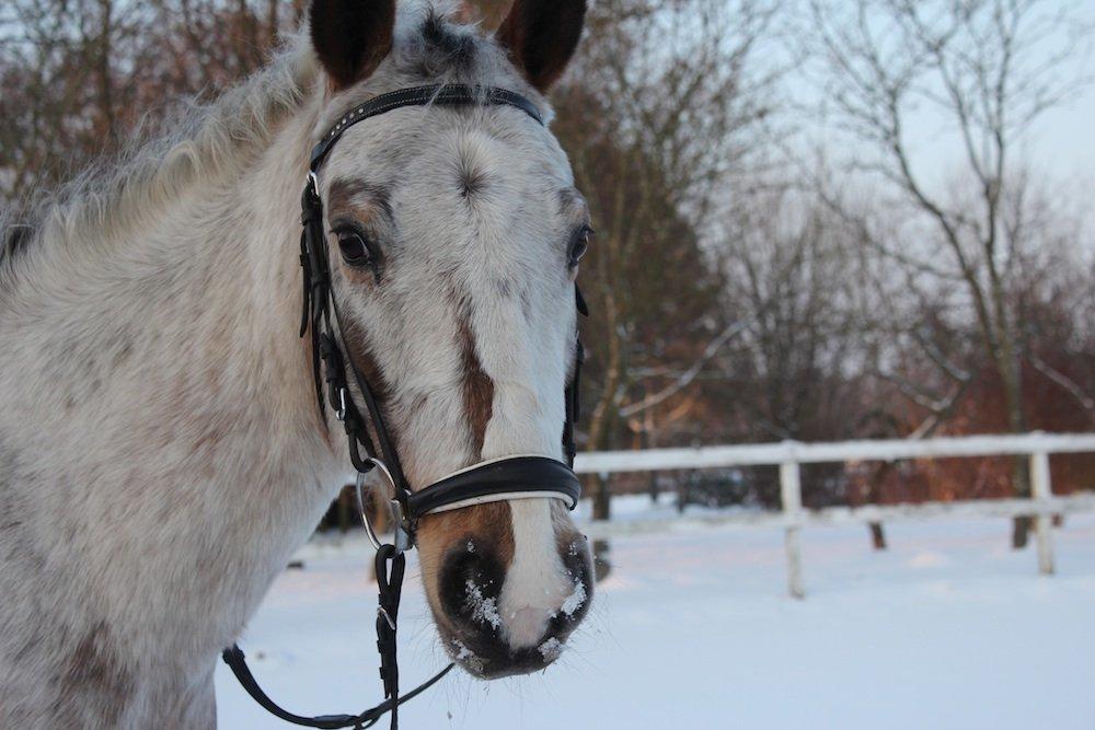 Anden særlig race Doo Dee billede 3