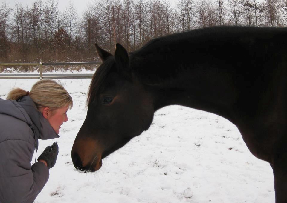 Arabisk fuldblod (OX) Ceduina - Ceduina og ejer tager sig en lille snak :)
Foto Tina Skou billede 1