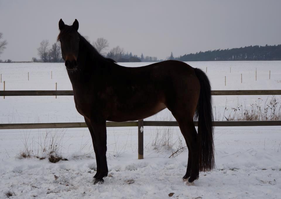 Arabisk fuldblod (OX) Ceduina - Foto Tina Skou billede 2