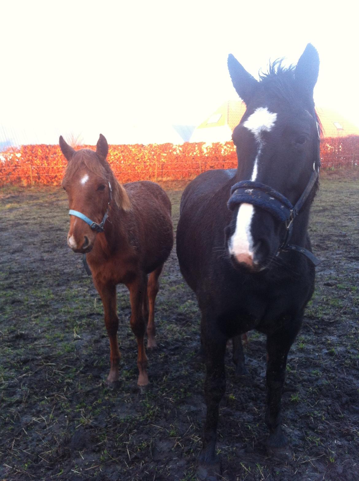 Welsh Partbred (Sec F) Aastrupgaards Ask - Januar 2013. Ask & Ronja :) billede 9