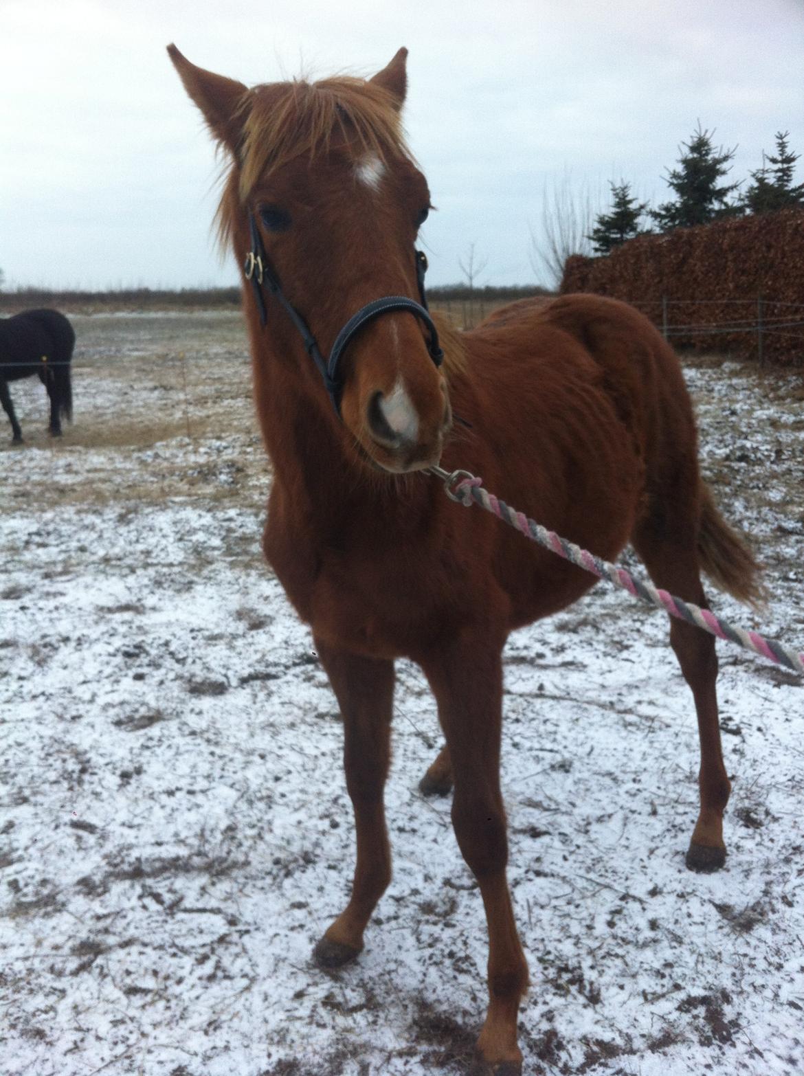 Welsh Partbred (Sec F) Aastrupgaards Ask - Første gang han har trense på (uden bid). Seje Ask ;) billede 2