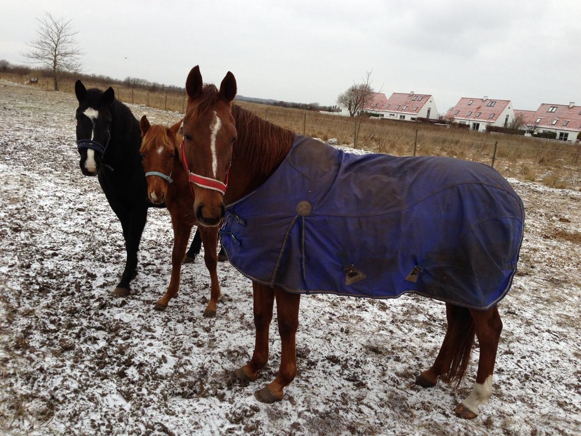 Welsh Partbred (Sec F) Aastrupgaards Ask - Mine skønheder. Fra venstre: Ronja, Ask og Seven :) billede 13