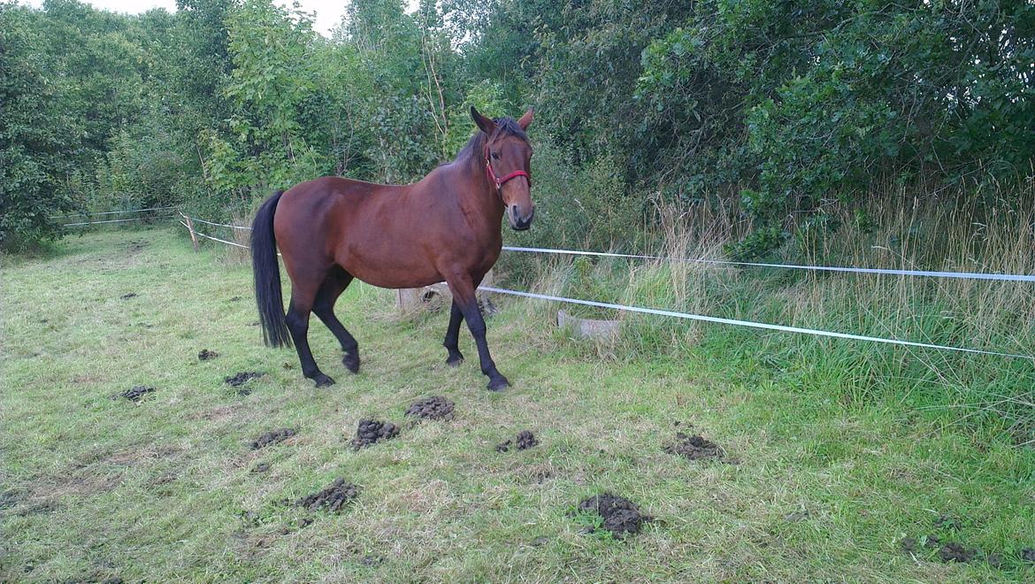 Anden særlig race Charmaine - Se mig!!!! billede 3