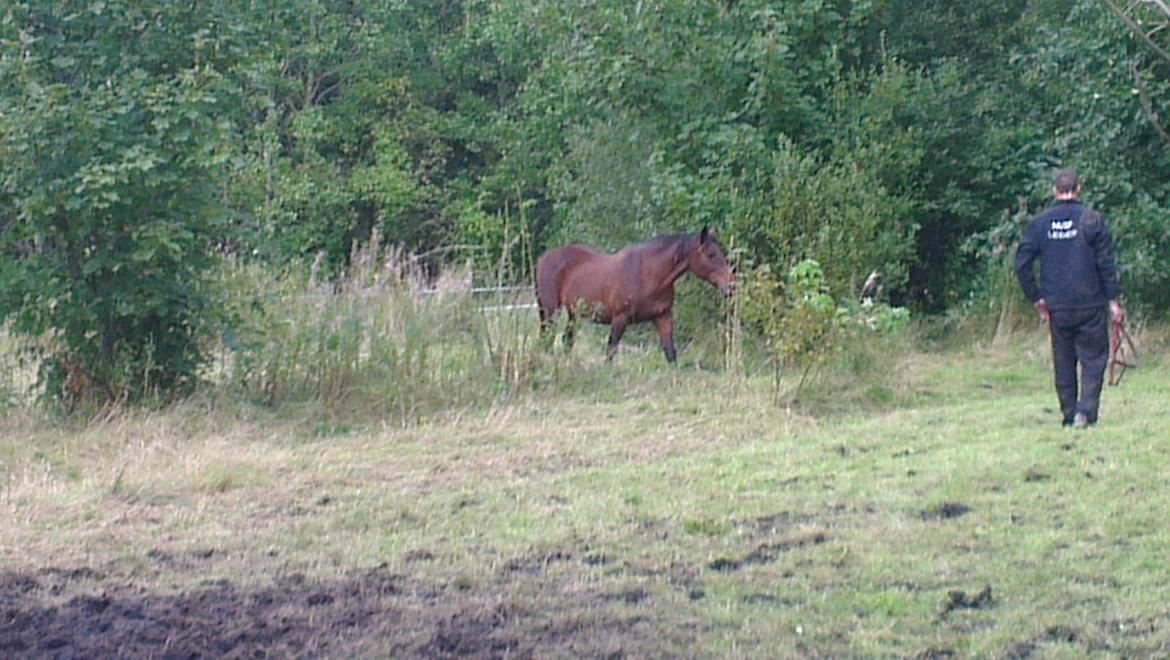 Anden særlig race Charmaine - Vilde hest!  billede 5