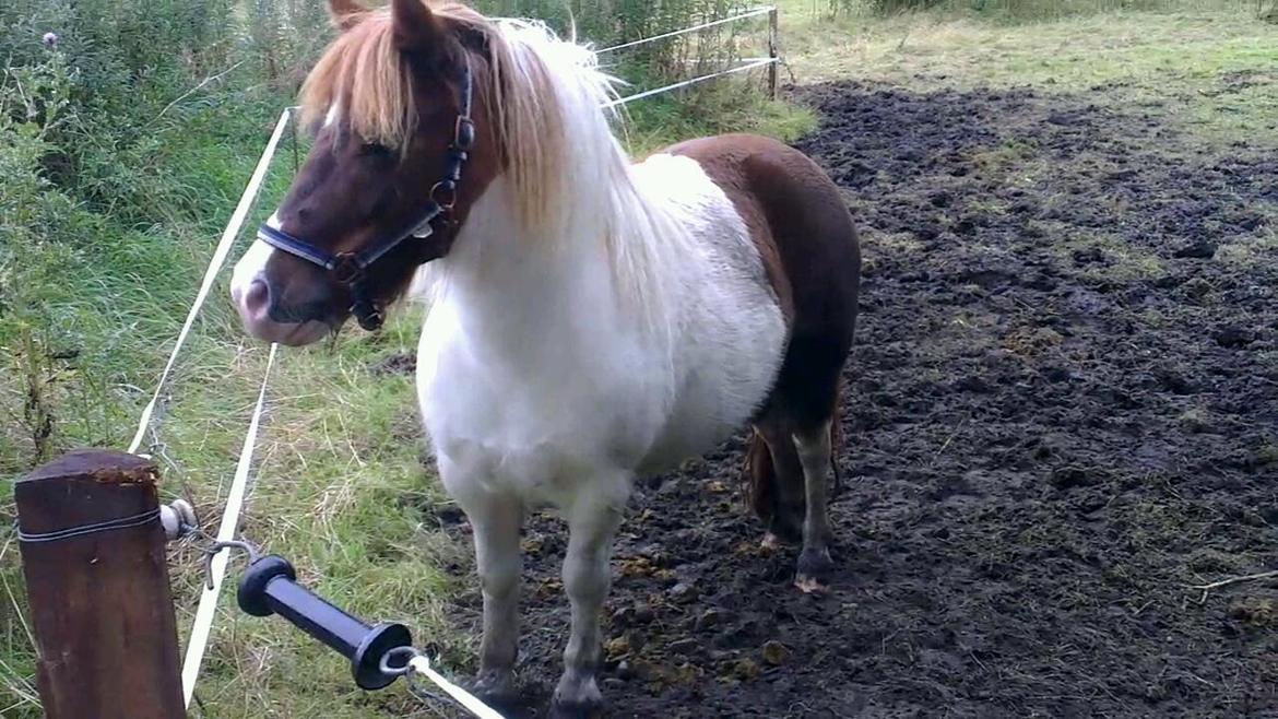 Shetlænder Ziggi billede 1