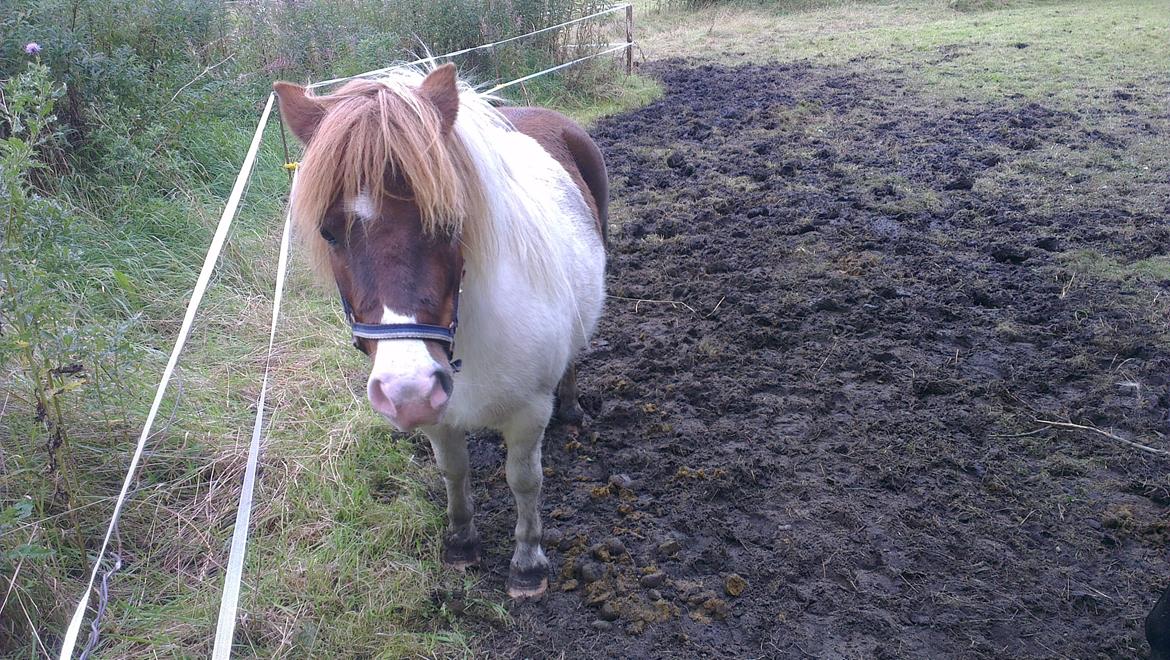 Shetlænder Ziggi billede 2