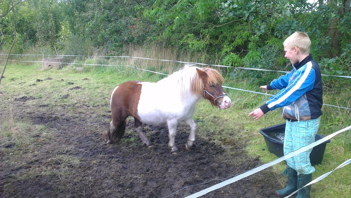 Shetlænder Ziggi billede 3