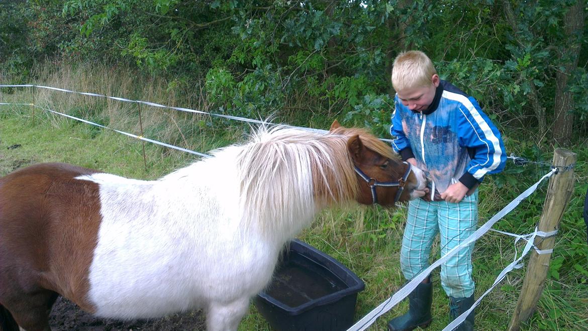 Shetlænder Ziggi billede 4