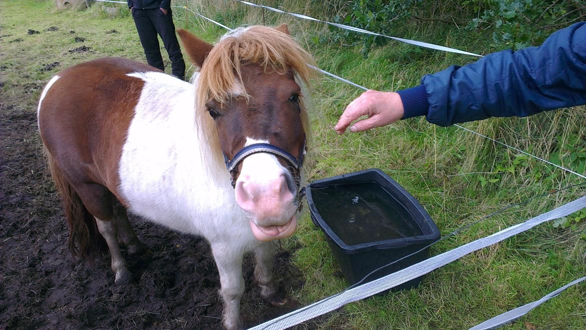 Shetlænder Ziggi billede 5