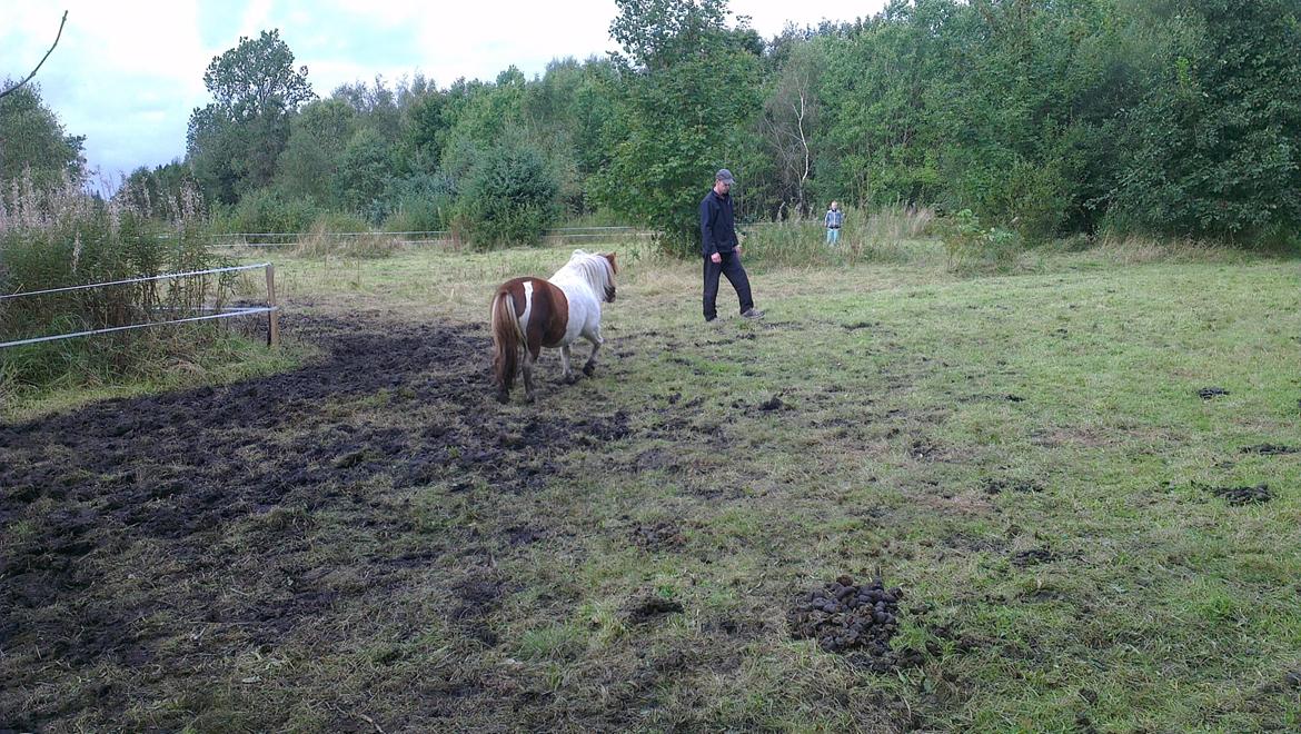 Shetlænder Ziggi billede 6