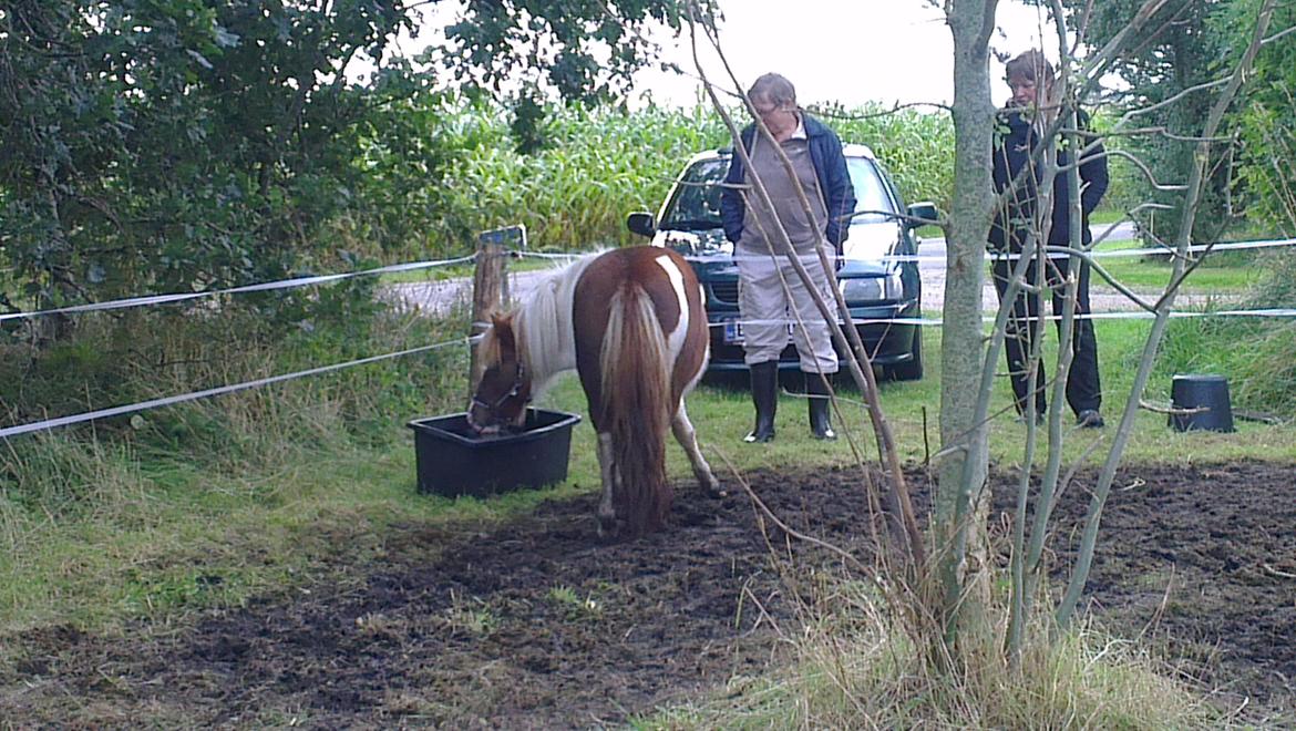 Shetlænder Ziggi billede 7