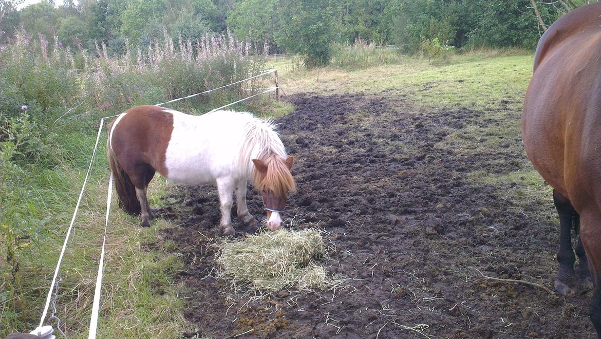 Shetlænder Ziggi billede 8