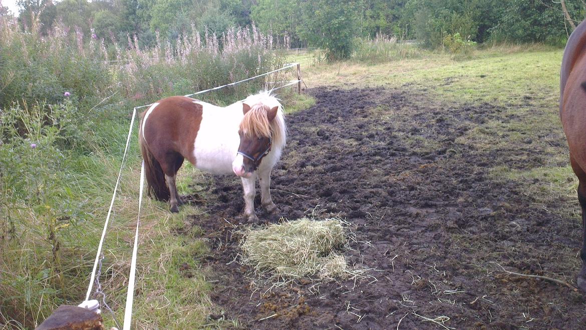 Shetlænder Ziggi billede 9