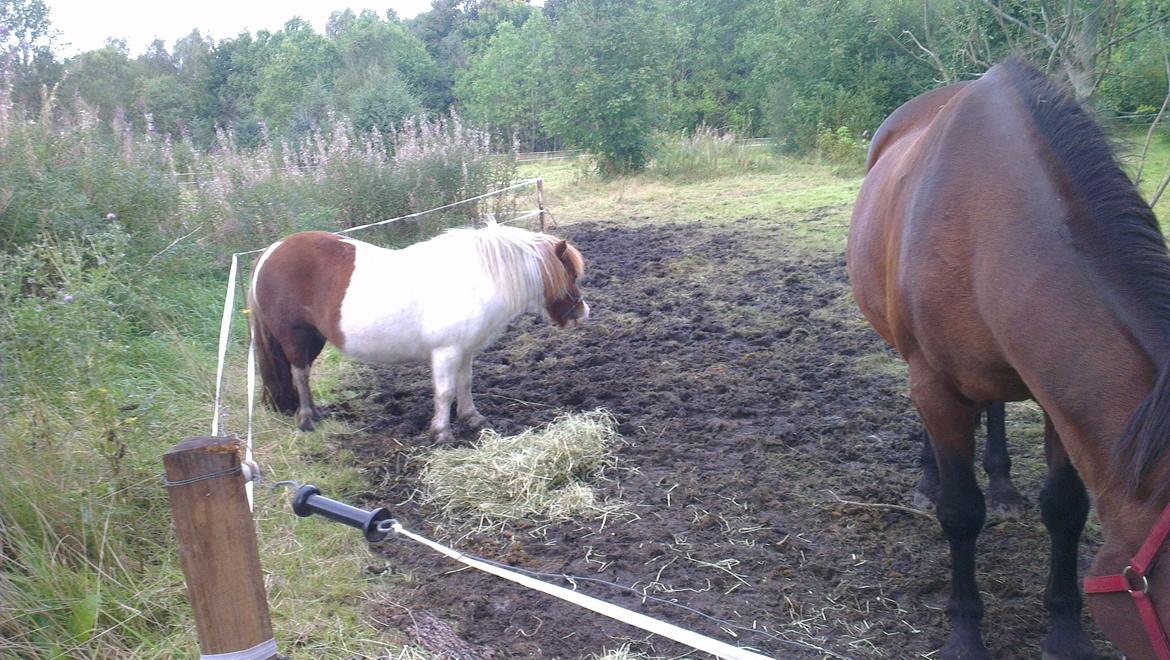 Shetlænder Ziggi billede 10