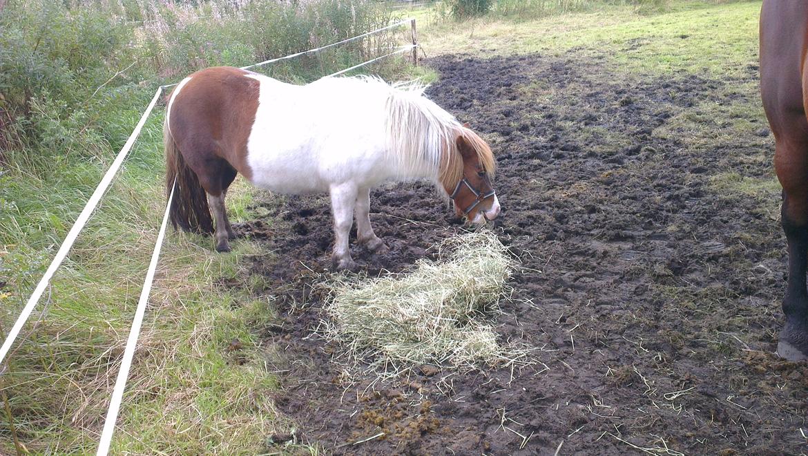 Shetlænder Ziggi billede 11