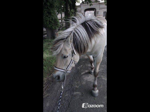 Fjordhest Saga billede 1