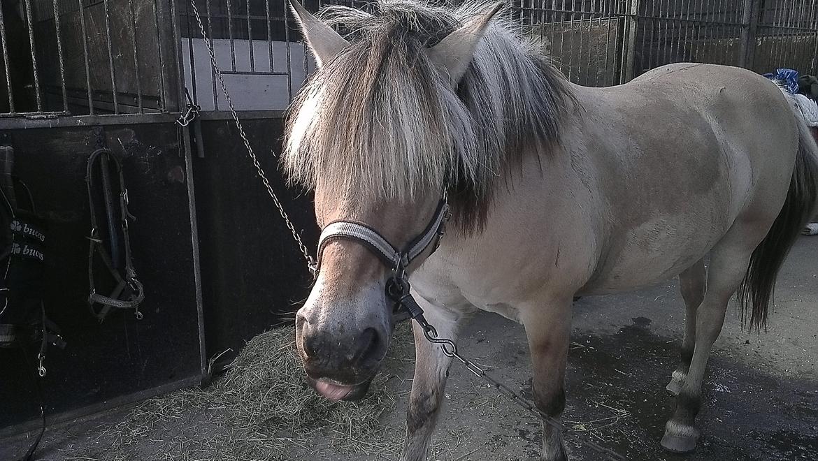 Fjordhest Saga billede 2