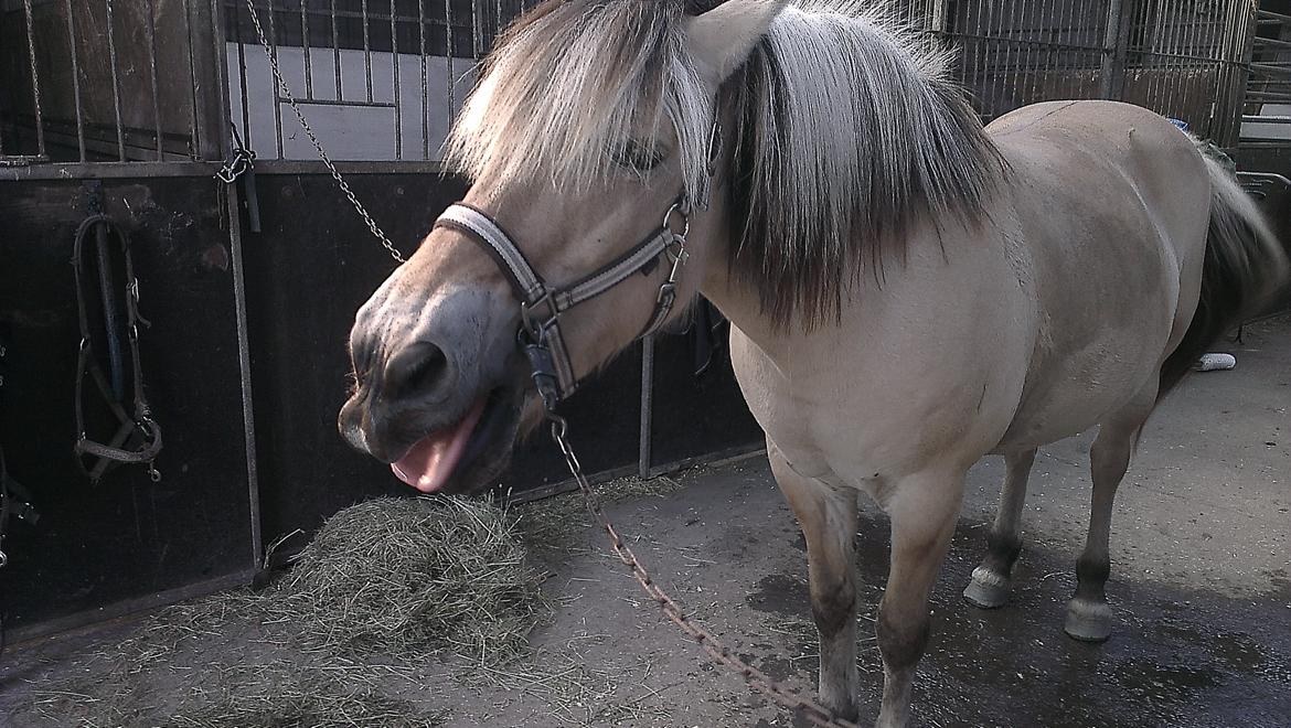 Fjordhest Saga billede 3