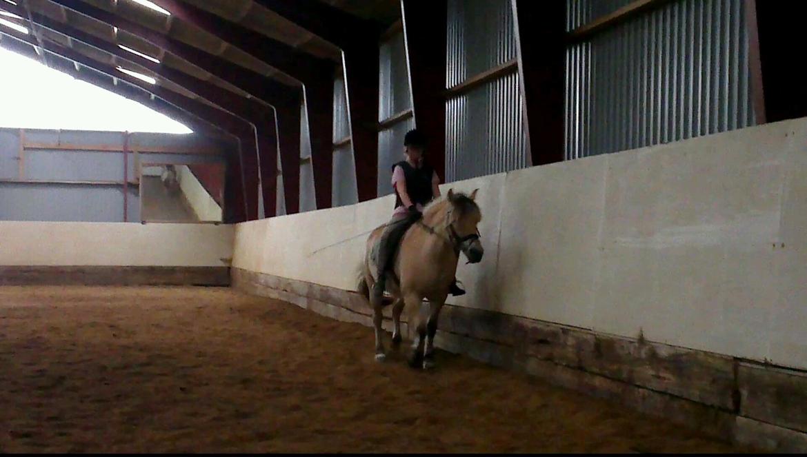 Fjordhest Saga billede 5