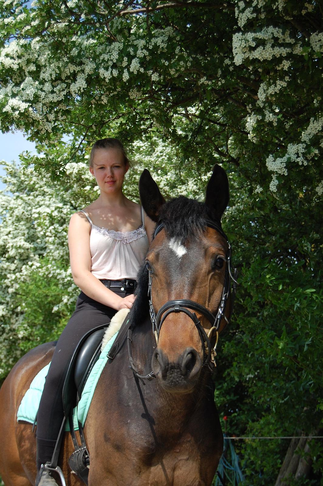 Dansk Varmblod Bøgeskov MICHIGAN - Foto: Mor billede 7