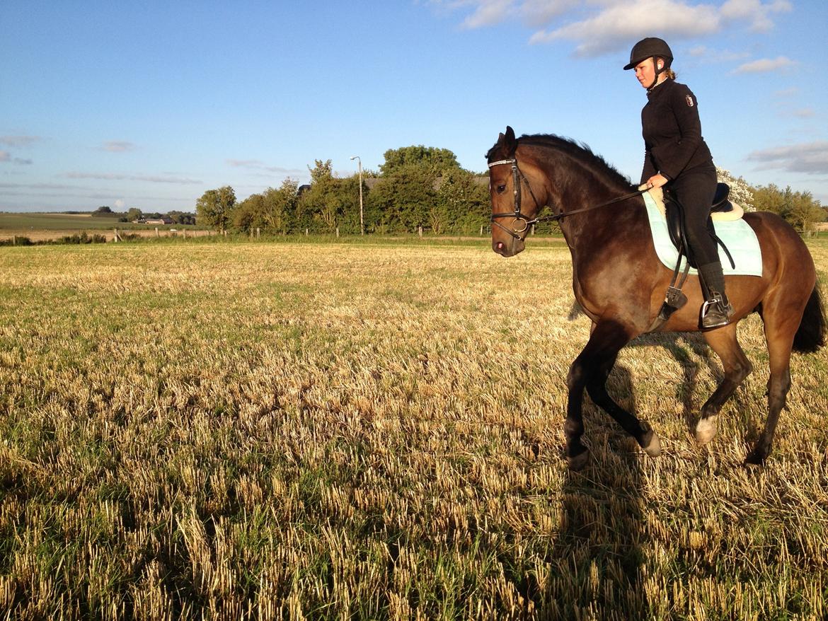 Dansk Varmblod Bøgeskov MICHIGAN - Foto: Mor billede 8