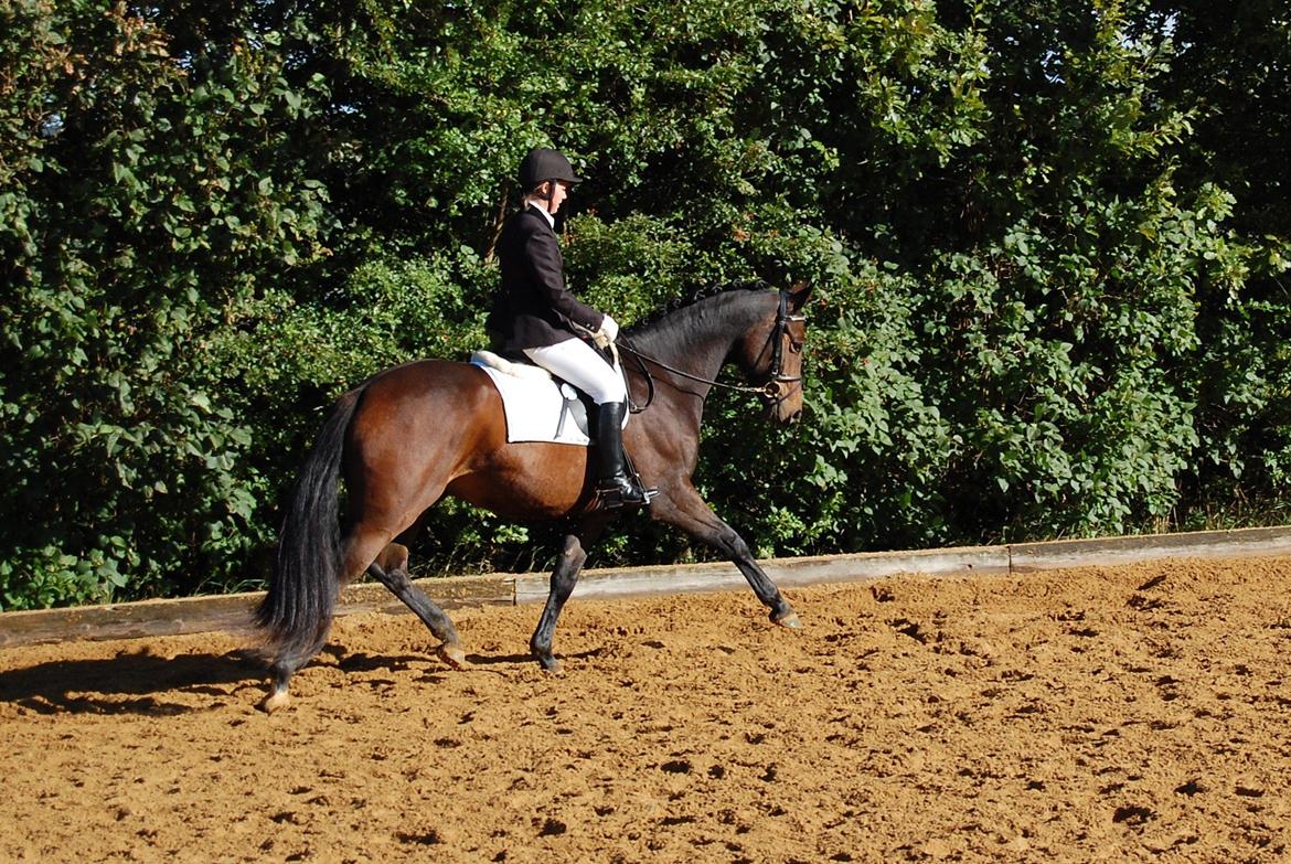 Dansk Varmblod Bøgeskov MICHIGAN - Foto: Mor billede 2