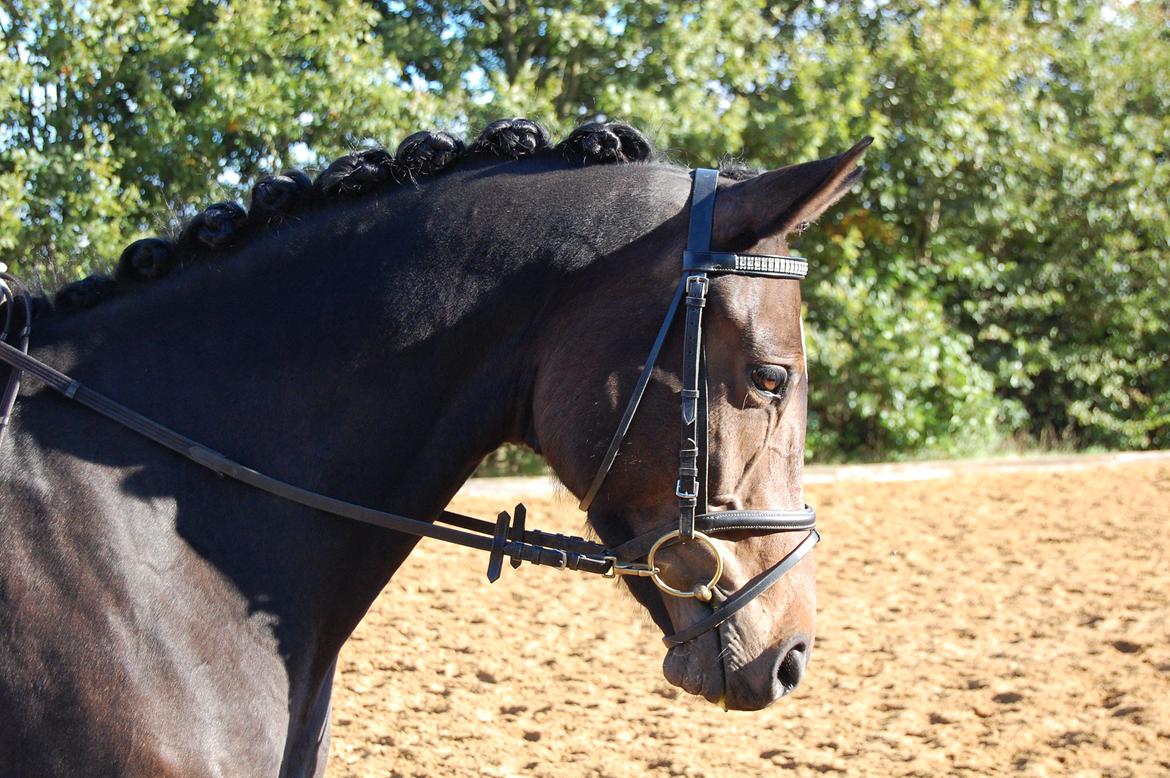 Dansk Varmblod Bøgeskov MICHIGAN - Foto: Mor billede 9