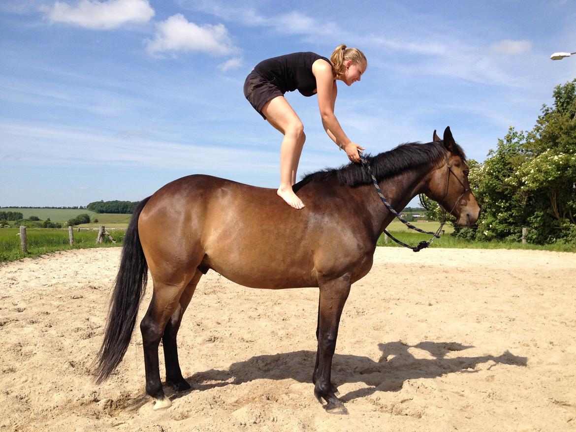 Dansk Varmblod Bøgeskov MICHIGAN - Når vi hygger os bedst! Foto: Mor billede 10