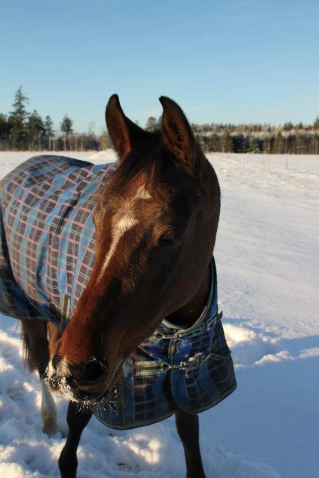 Arabisk fuldblod (OX) Amani. - Fotograf: Carina Jespersen. ♥ billede 2