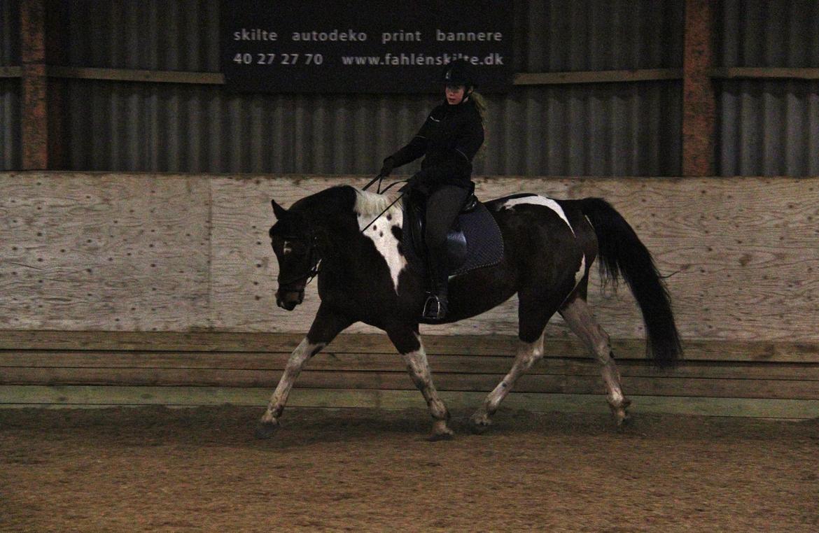 Anden særlig race Hoelgaards Yacardi Tess - D.12-01-2013 billede 19