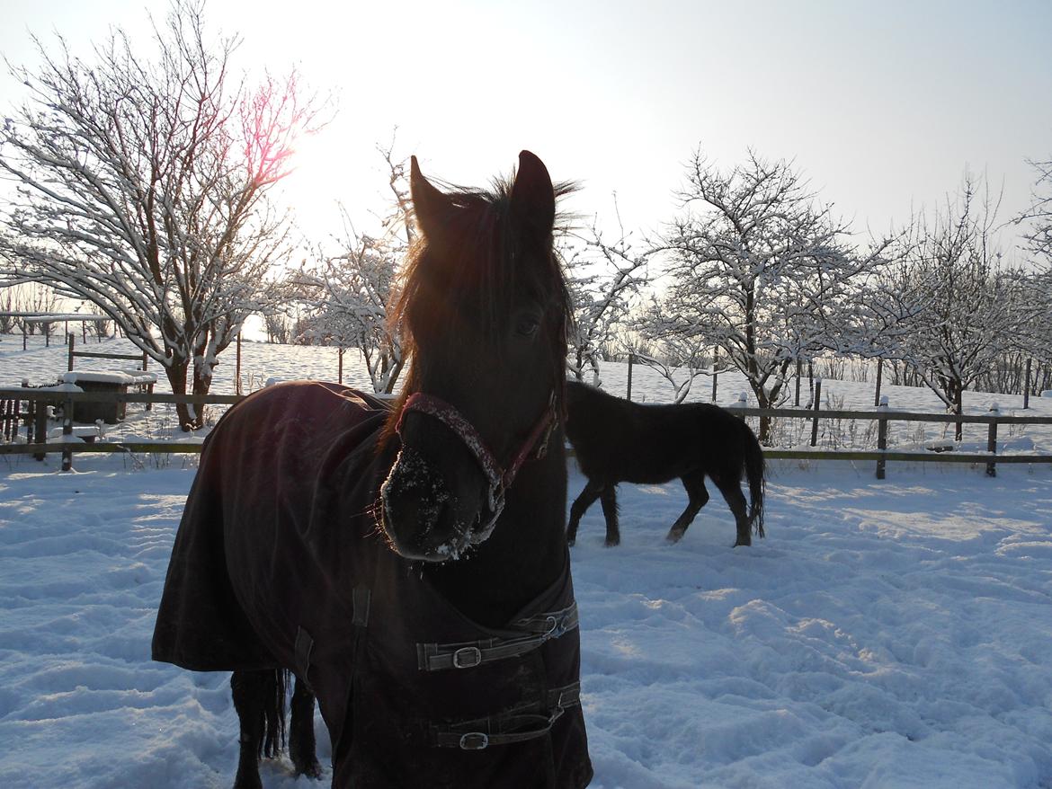 Pinto Galoply´s Marster - Marster i sneen d. 14 januar 2013 billede 10