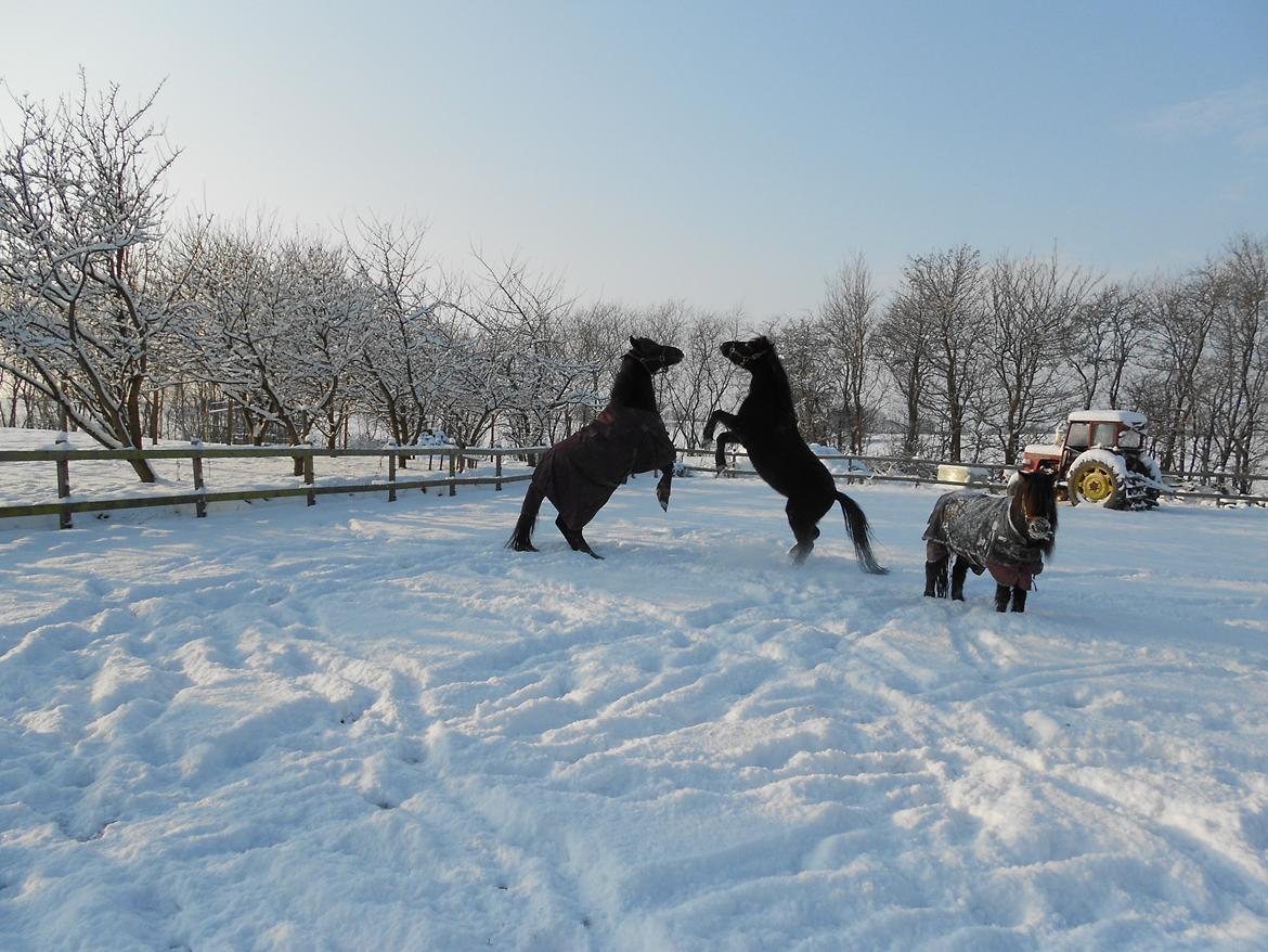 Pinto Galoply´s Marster - to banditter leger i sneen... Marster og min lillesøsters pony Radebe billede 14