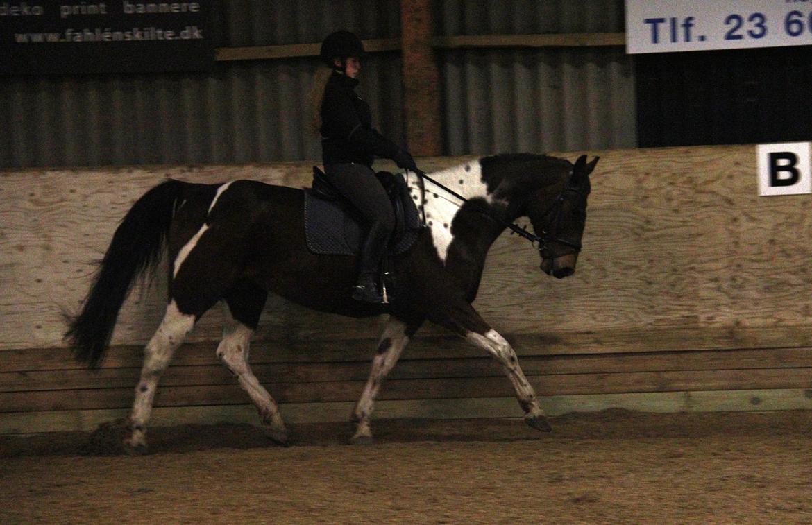 Anden særlig race Hoelgaards Yacardi Tess - D.12-01-2013 billede 9