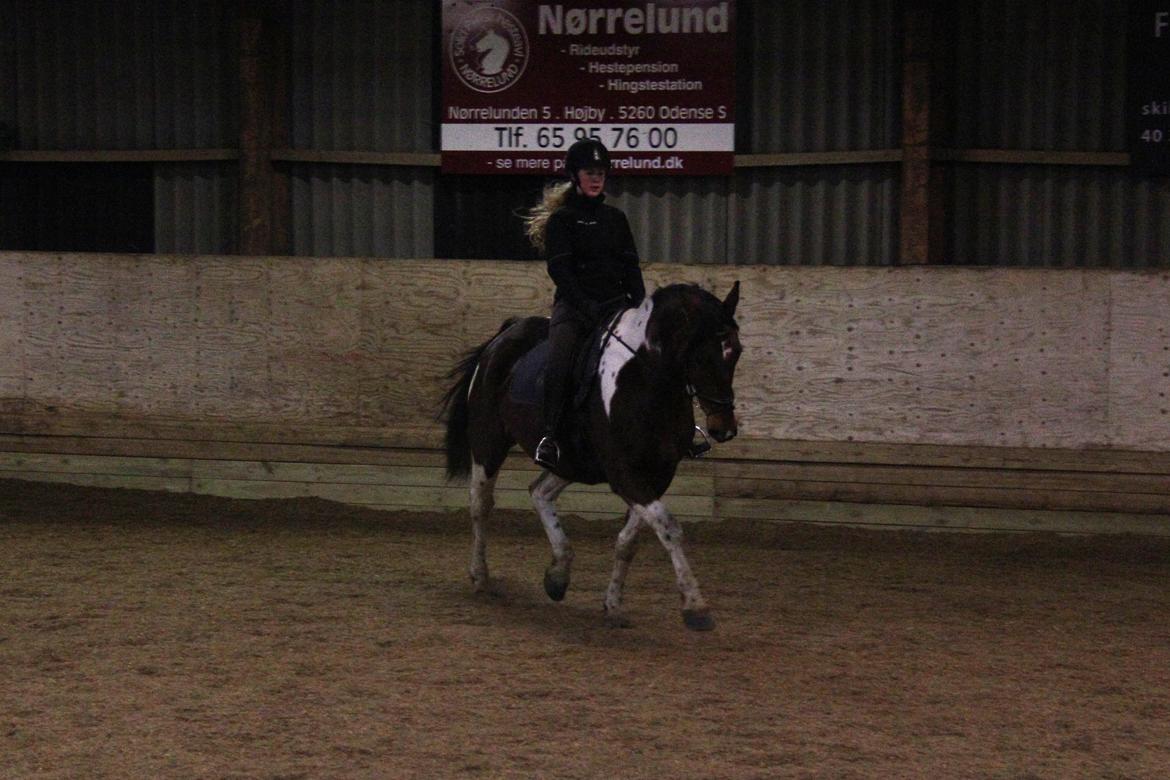 Anden særlig race Hoelgaards Yacardi Tess - D.12-01-2013 billede 5