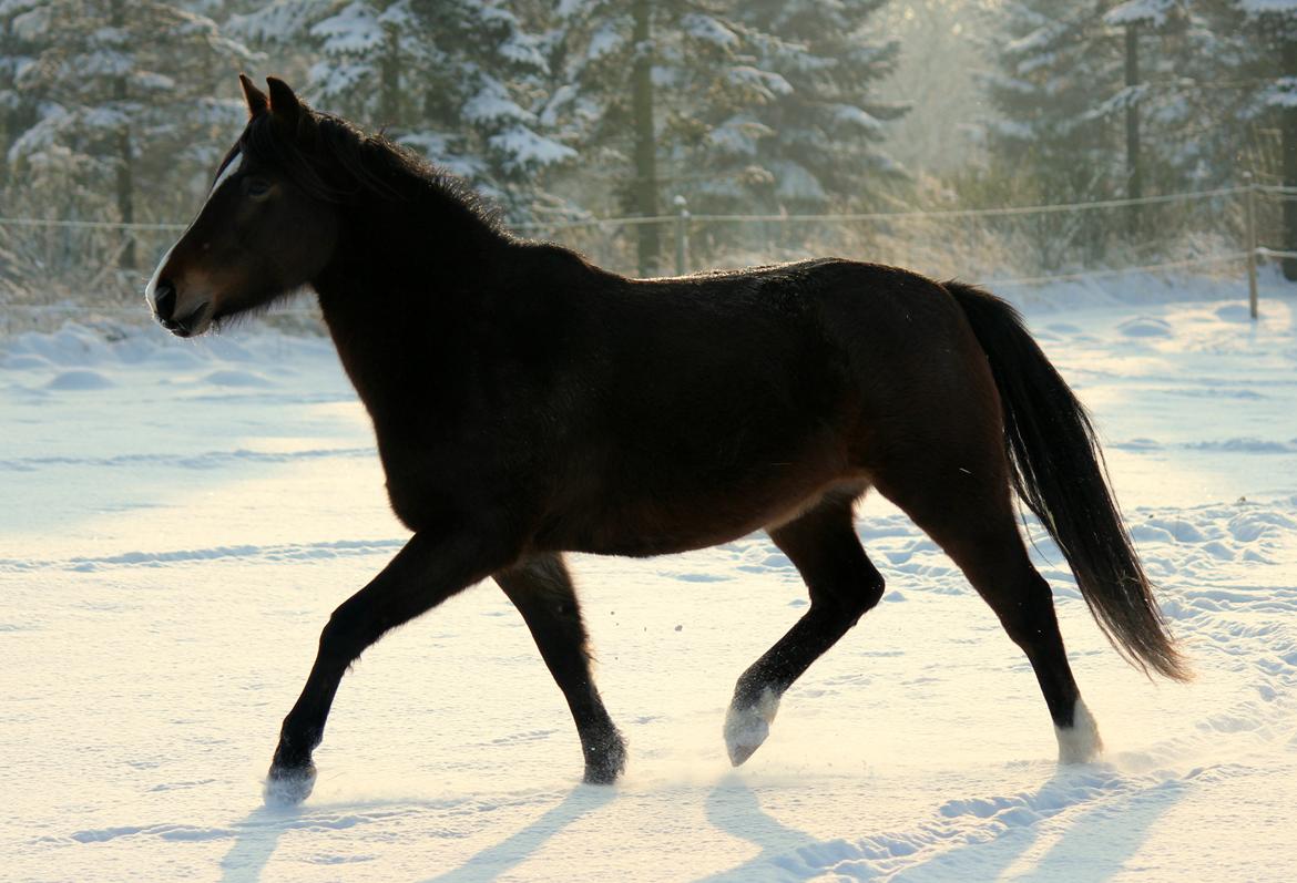 New Forest STEGSTEDGAARDS MICHELLINA("Mivsen") billede 18