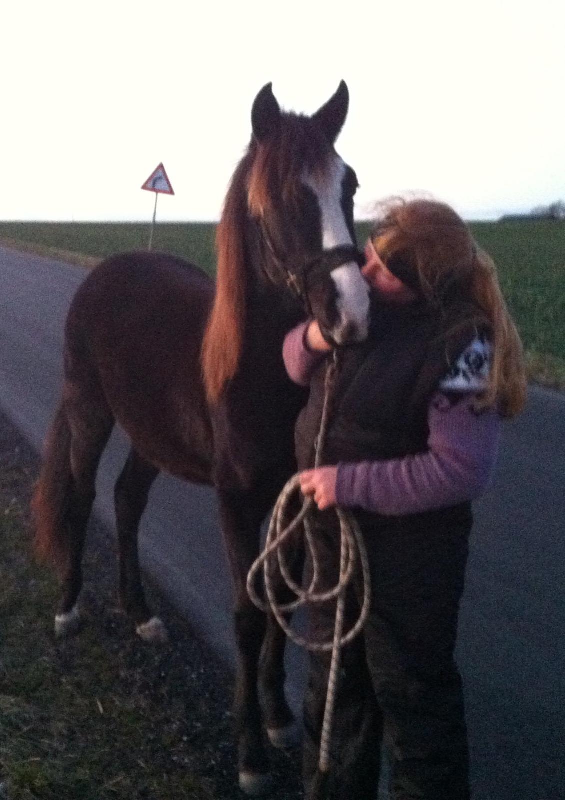 Paso-Peruanos AR Santana del Montana - min skønne hest billede 4