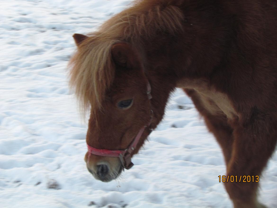 Shetlænder Fanny billede 1