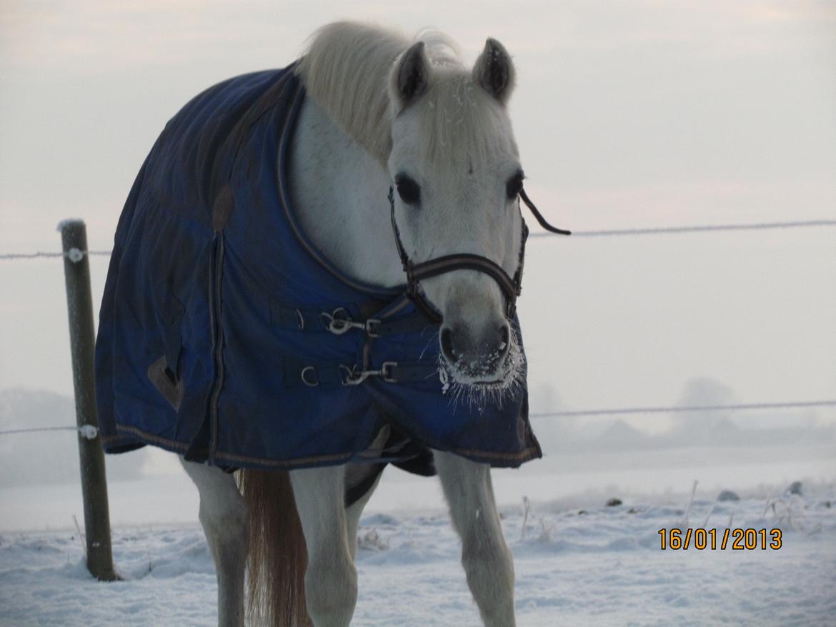 Welsh Pony (sec B) Shadow billede 2