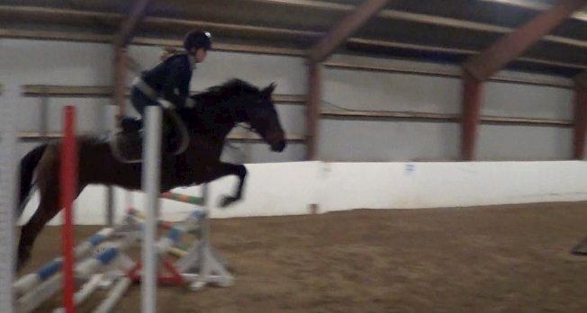 Welsh Partbred (Sec F) GROEZE'S JOSINA - Josina ligger højt over lille trip! billede 5