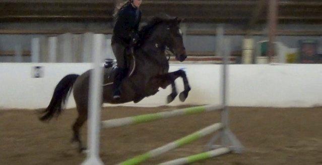 Welsh Partbred (Sec F) GROEZE'S JOSINA - UV i Vemmelev billede 8